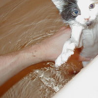 /gallery/scale/1118203196-13374-527-sq.jpg