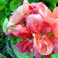 /gallery/scale/1151008036-30965-906-sq.jpg