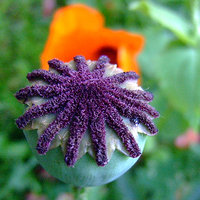/gallery/scale/1151008038-30965-495-sq.jpg