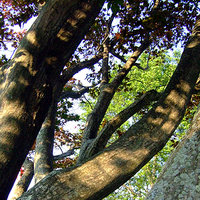 /gallery/scale/1151008044-30965-450-sq.jpg