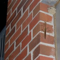 /gallery/scale/1159501712-438-726-sq.jpg
