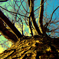 /gallery/scale/1165005462-10510-958-sq.jpg
