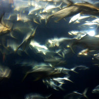 /gallery/scale/1212116996-13887-901-sq.jpg
