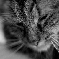 /gallery/scale/1262195245-24817-679-sq.jpg