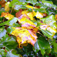 /tagtober09/gallery/scale/1254440227-29424-281-sq.jpg