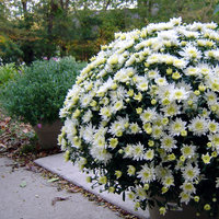/tagtober09/gallery/scale/1254705204-14742-280-sq.jpg