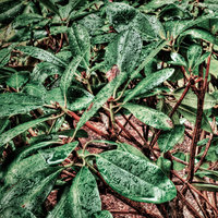 /tagtober09/gallery/scale/1255564277-7814-130-sq.jpg